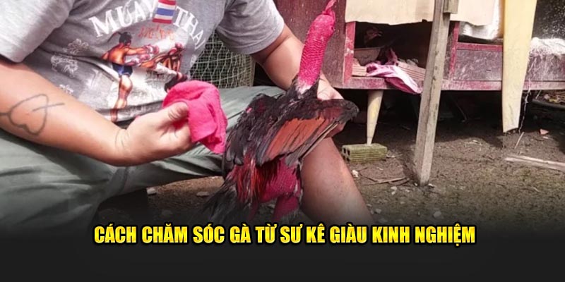 Cách chăm sóc gà từ sư kê giàu kinh nghiệm