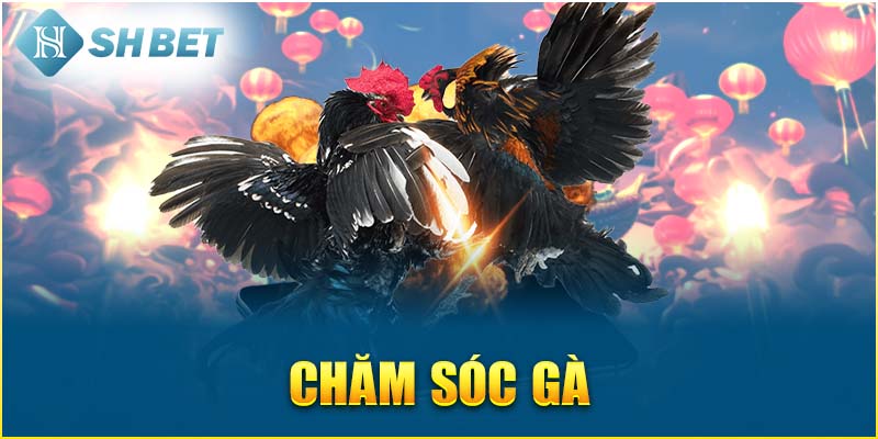 Chăm Sóc Gà Hiệu Quả, Huấn Luyện Chiến Kê Đẳng Cấp - SHBET