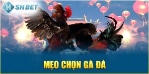 SHBET Bật Mí Mẹo Chọn Gà Đá Hay Và Chuẩn Xác Nhất Cho Sư Kê