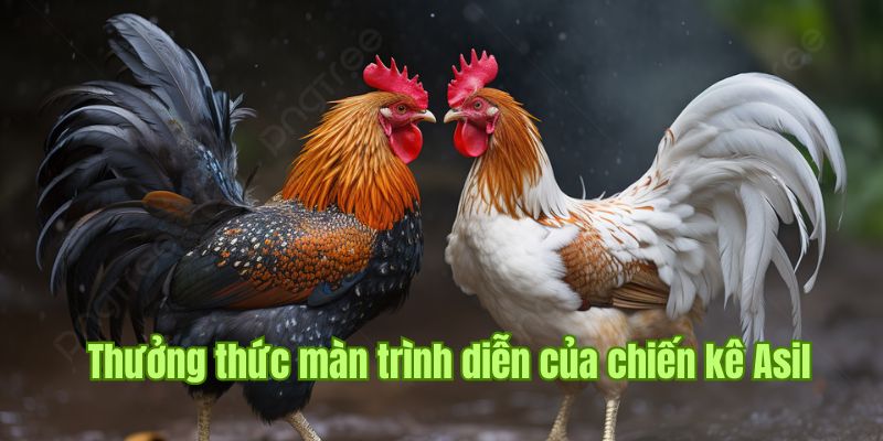 Chiến kê thuộc dòng Asil 