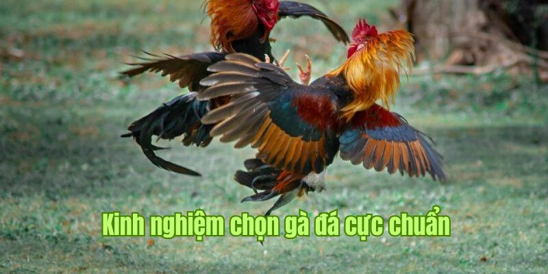 Chia sẻ những mẹo chọn gà đá bất bại dành cho người chơi 