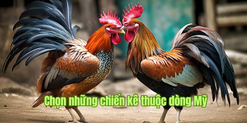 Chiến kê thuộc dòng Mỹ 