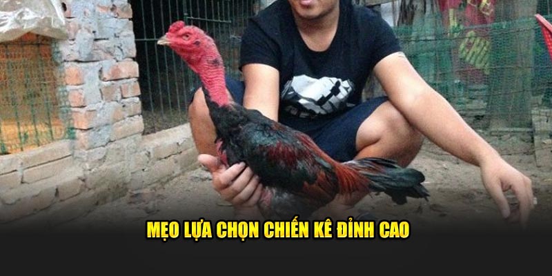 Mẹo lựa chọn chiến kê đỉnh cao