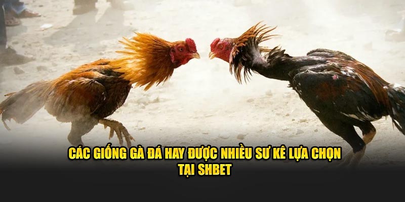 Các Giống Gà Đá Hay Được Nhiều Sư Kê Lựa Chọn Tại SHBET