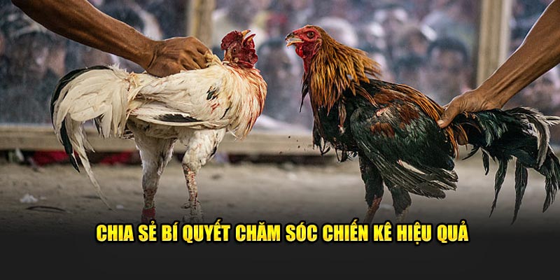 Chia sẻ bí quyết chăm sóc chiến kê hiệu quả