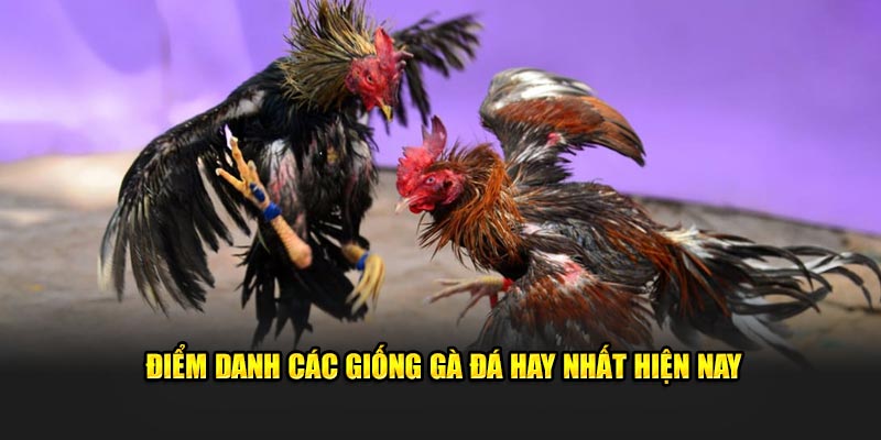 Điểm danh các giống gà đá hay nhất hiện nay